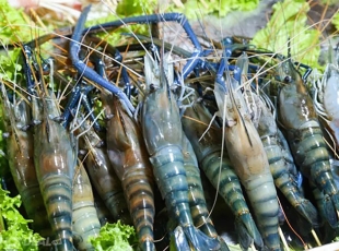 Các Món Tôm Càng Xanh (Nướng, Hấp, Rang, Cháy, Sốt...)